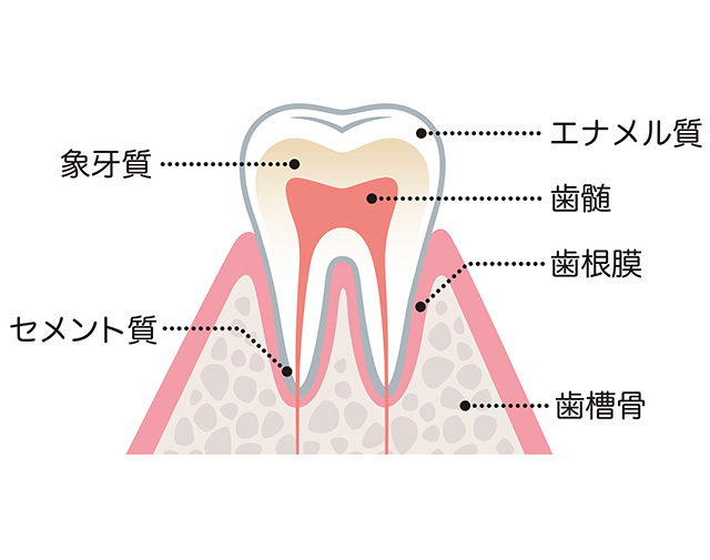 歯の質